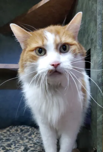 Orange and White cat in cubby